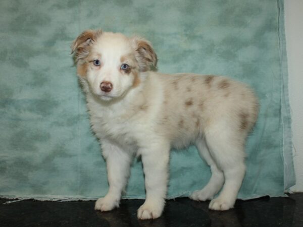 Australian Shepherd-DOG-Female-Red Merle-20161-Petland Rome, Georgia