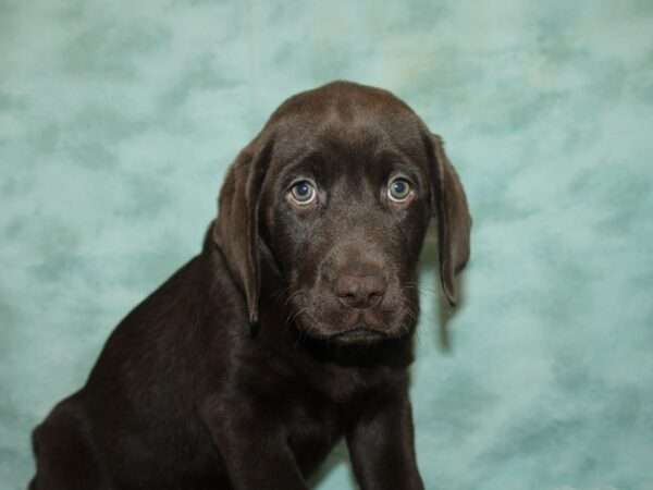 Labrador Retriever-DOG-Male-Chocolate-20162-Petland Rome, Georgia