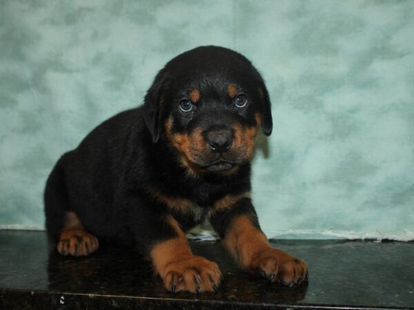 Rottweiler-DOG-Male-Black & Tan-20163-Petland Rome, Georgia