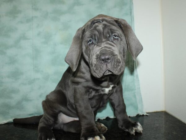 Neapolitan Mastiff DOG Male Blue 20165 Petland Rome, Georgia