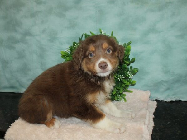 Miniature Australian Shepherd DOG Male RED MERLE 20158 Petland Rome, Georgia