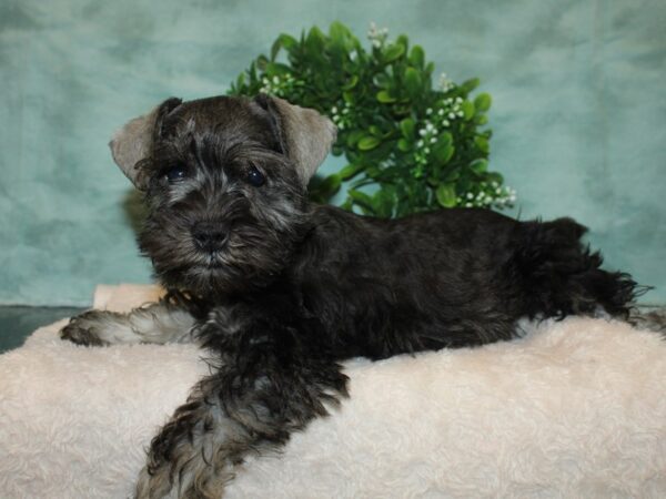 Miniature Schnauzer DOG Male Salt / Pepper 9292 Petland Rome, Georgia