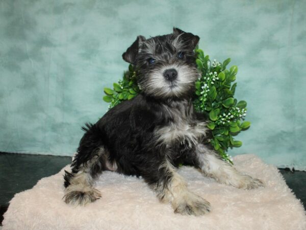 Miniature Schnauzer DOG Female Salt / Pepper 9291 Petland Rome, Georgia