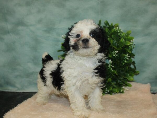 Miniature Poodle-DOG-Female-blk wh-20157-Petland Rome, Georgia