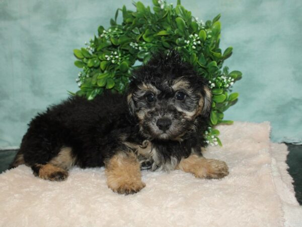 Bichapoo-DOG-Male-BLK TAN-20156-Petland Rome, Georgia