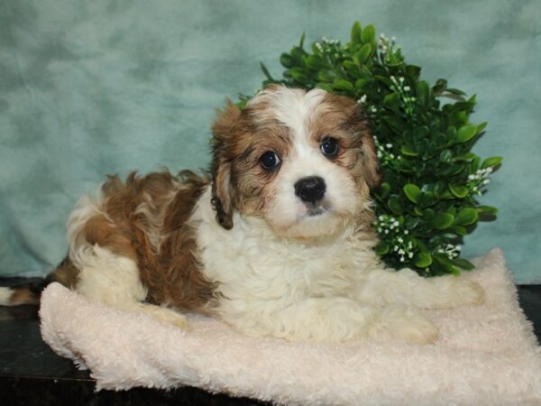 Cavachon DOG Male BROWN WHITE 20155 Petland Rome, Georgia