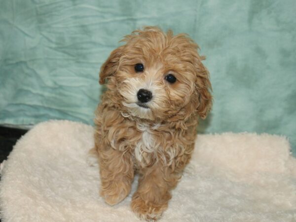 Havapoo-DOG-Female-Cream-9306-Petland Rome, Georgia