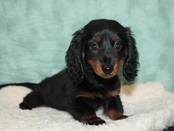 Dachshund DOG Female Black / Tan 9302 Petland Rome, Georgia