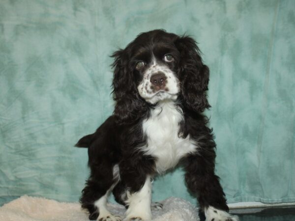 Cocker Spaniel DOG Female Chocolate / White 9301 Petland Rome, Georgia