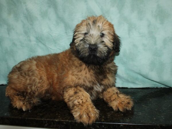 Soft Coated Wheaten Terrier DOG Female Wheaten 20167 Petland Rome, Georgia