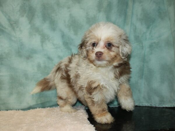 Aussidoodle DOG Female RED MERLE 20174 Petland Rome, Georgia