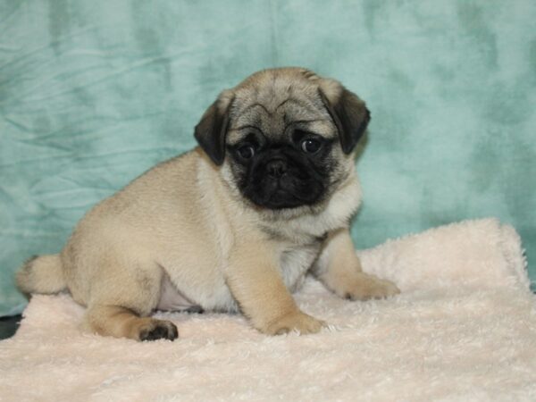 Pug DOG Male FAWN 20173 Petland Rome, Georgia