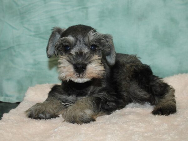 Mini Schnauzer-DOG-Male-SALT PEPPER-20172-Petland Rome, Georgia