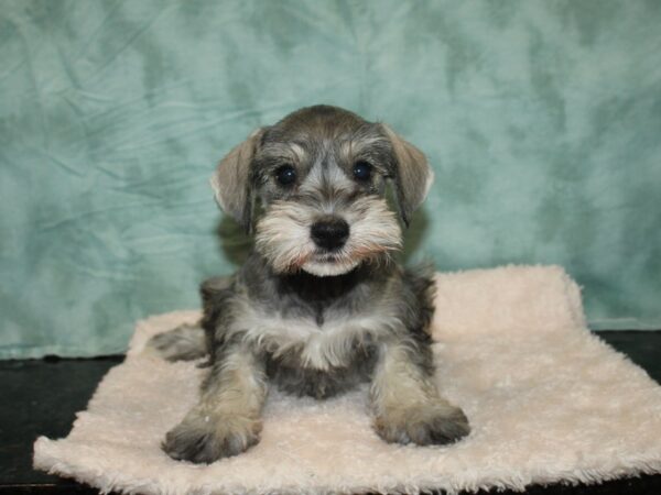 Mini Schnauzer DOG Female SALT PEPPER 20171 Petland Rome, Georgia