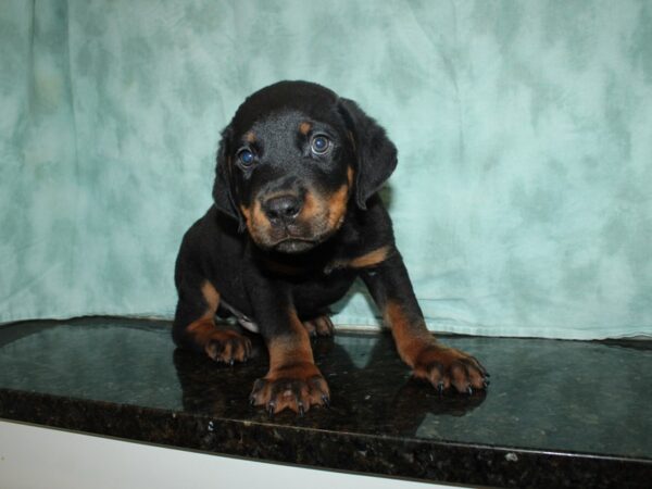 Rottweiler-DOG-Male-Black & Tan-20169-Petland Rome, Georgia