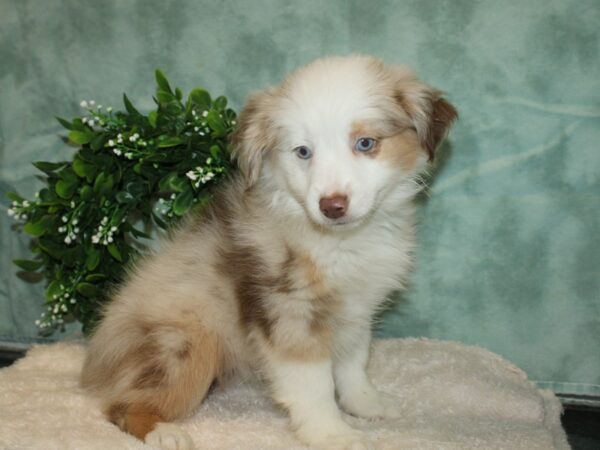 Miniature Australian Shepherd-DOG-Female-Red Merle-20180-Petland Rome, Georgia