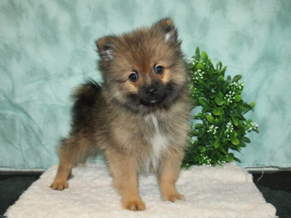 Pomeranian DOG Male Red Sable 20178 Petland Rome, Georgia