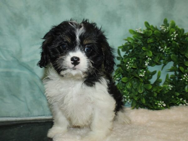 Cavazu-DOG-Female-Black / White-9311-Petland Rome, Georgia