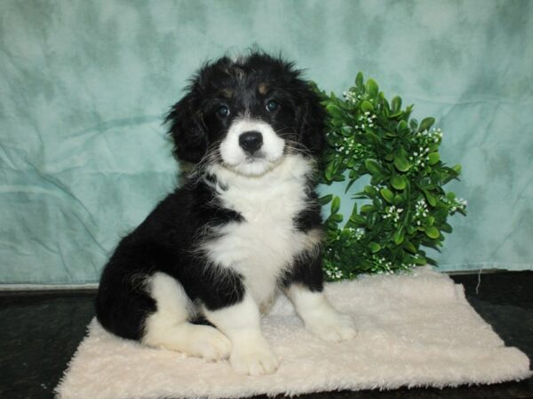 Bernadoodle DOG Female Black / White 9310 Petland Rome, Georgia