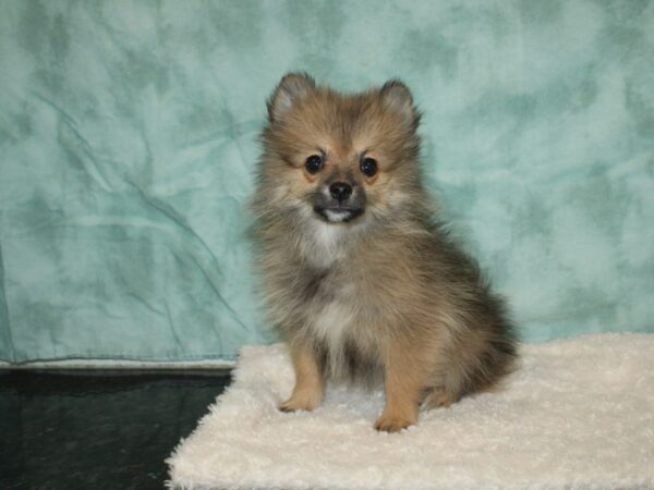 Pomeranian DOG Female Red Sable 9308 Petland Rome, Georgia