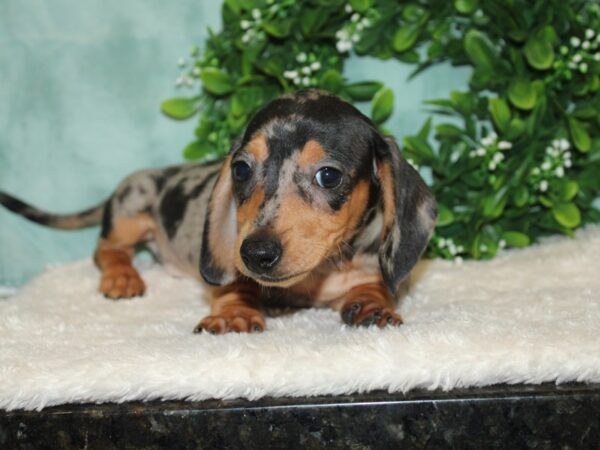 Dachshund DOG Male Silver Dapple 9307 Petland Rome, Georgia