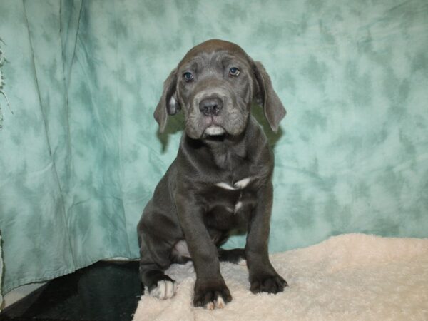 Cane Corso-DOG-Male-Blue-20179-Petland Rome, Georgia