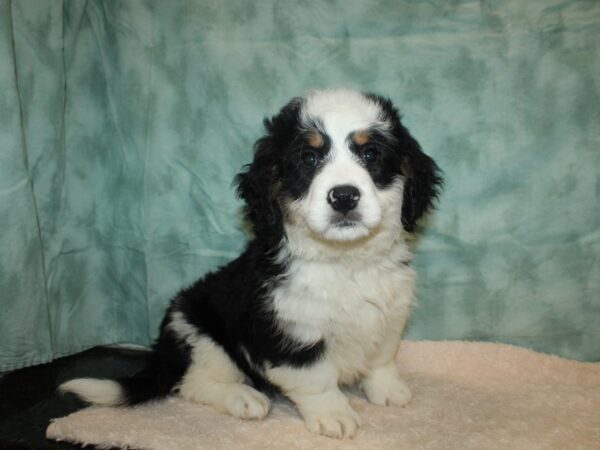 Bernadoodle-DOG-Male-Black / White-20181-Petland Rome, Georgia