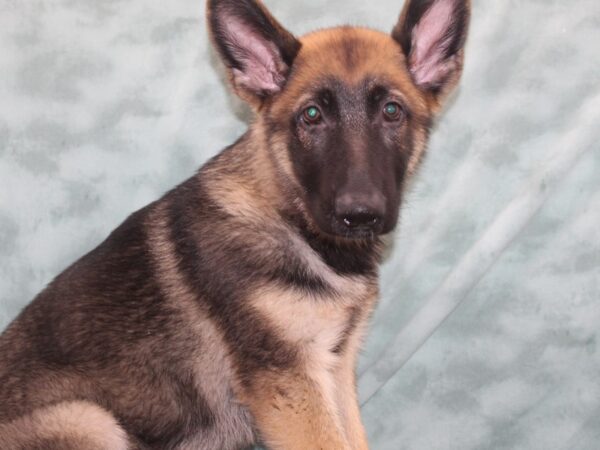 German Shepherd DOG Male Black & Tan 9254 Petland Rome, Georgia