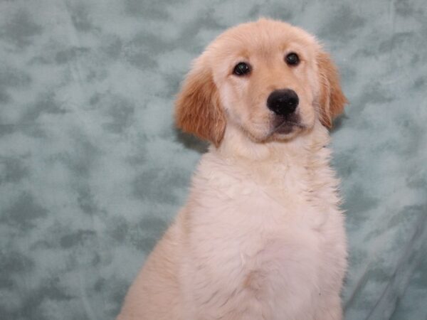 Golden Retriever DOG Male 9271 Petland Rome, Georgia