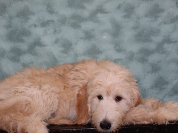 Goldendoodle DOG Female Cream 9256 Petland Rome, Georgia