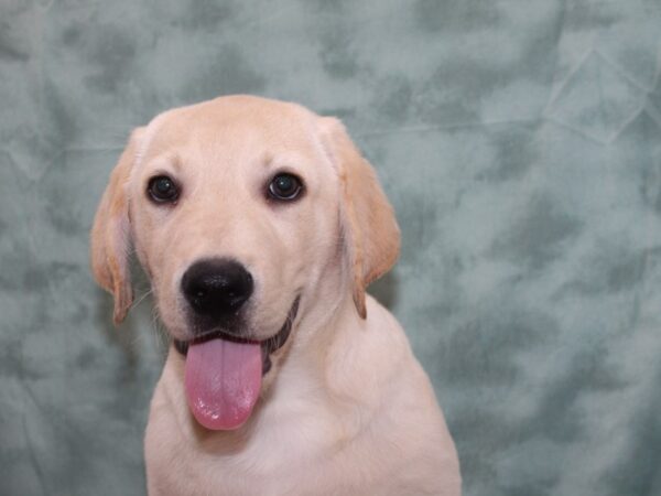 Labrador Retriever DOG Male Yellow 9289 Petland Rome, Georgia