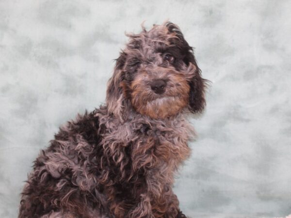 Poodle-DOG-Male-Blue Merle-9253-Petland Rome, Georgia