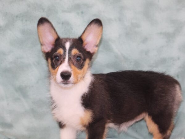 Pembroke Welsh Corgi DOG Female 9262 Petland Rome, Georgia