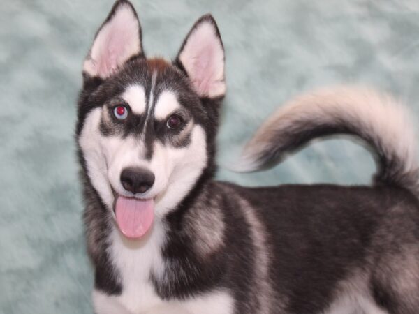 Pomsky 2nd Gen DOG Female Black / White 9232 Petland Rome, Georgia