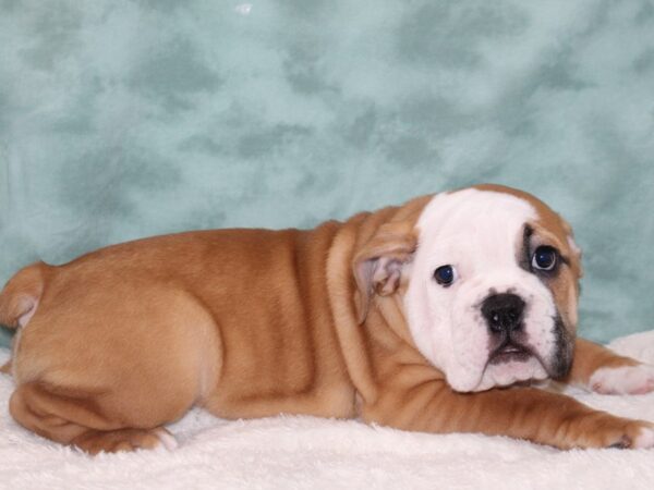 Victorian Bulldoge DOG Female Red / White 9305 Petland Rome, Georgia