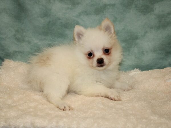 Pomeranian DOG Female Brown - Wht 9322 Petland Rome, Georgia