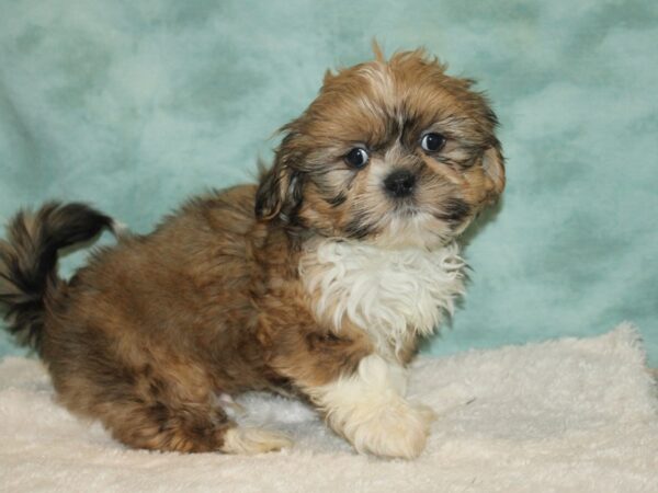 Shih Tzu DOG Male brown white 9320 Petland Rome, Georgia