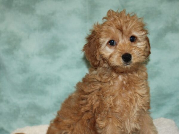 Goldendoodle Mini 2nd Gen-DOG-Female-Red-9317-Petland Rome, Georgia