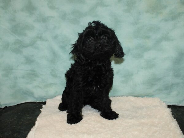 Cock A Poo DOG Female Black 20185 Petland Rome, Georgia