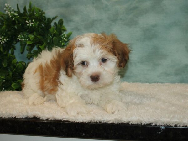 Teddy Bear DOG Male 20200 Petland Rome, Georgia