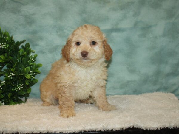 Miniature Goldendoodle DOG Male Cream 20198 Petland Rome, Georgia