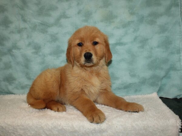 Golden Retriever DOG Male Red 20196 Petland Rome, Georgia