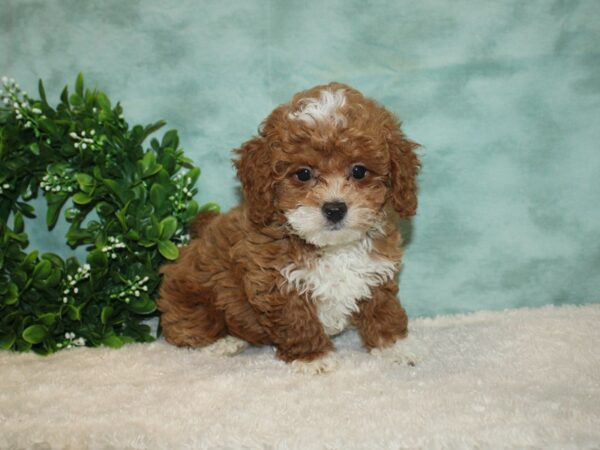 Maltipoo DOG Male RED WHITE 20195 Petland Rome, Georgia