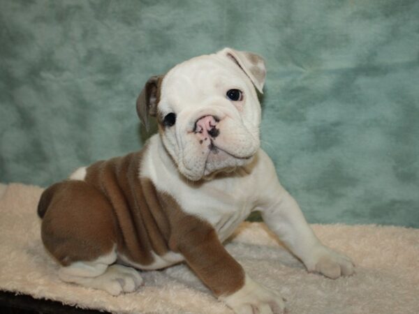 English Bulldog DOG Male FAWN WHITE 20194 Petland Rome, Georgia