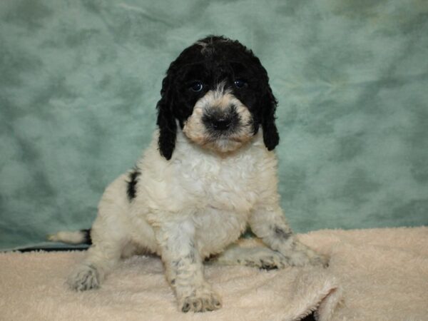 Mini Sheepadoodle DOG Female Black & White 20192 Petland Rome, Georgia