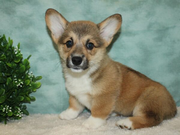 Pembroke Welsh Corgi DOG Male Red / White 20190 Petland Rome, Georgia