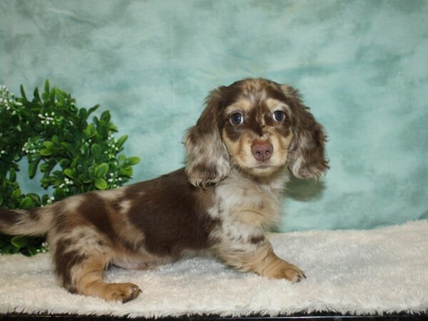 Dachshund DOG Male Chocolate 20189 Petland Rome, Georgia