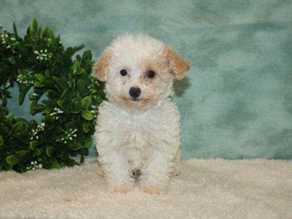 Poodle DOG Female White 9327 Petland Rome, Georgia