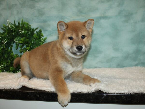 Shiba Inu-DOG-Male-Red-9328-Petland Rome, Georgia