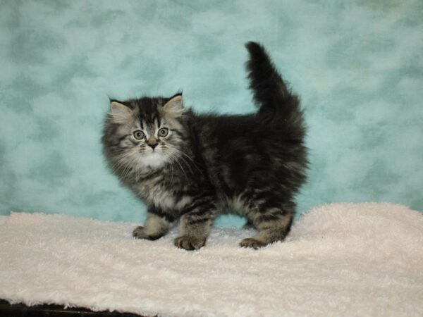 Persian CAT Male Tabby 20204 Petland Rome, Georgia